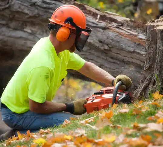 tree services New Boston